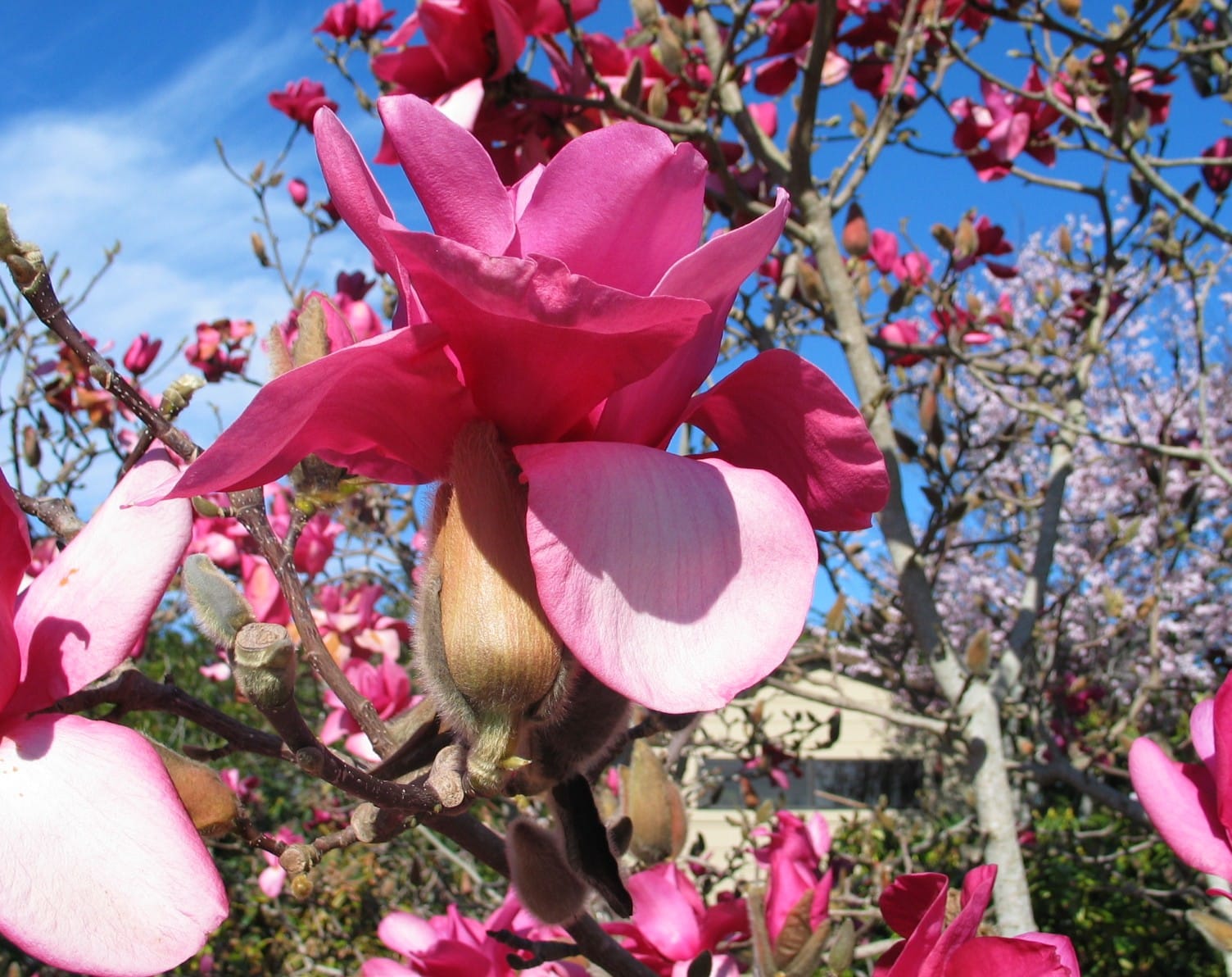 Tree Flowwrs List of Flowering Trees You’ll Love! - Passionate Gardeners