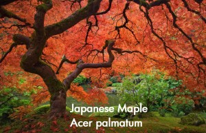 japanese maple