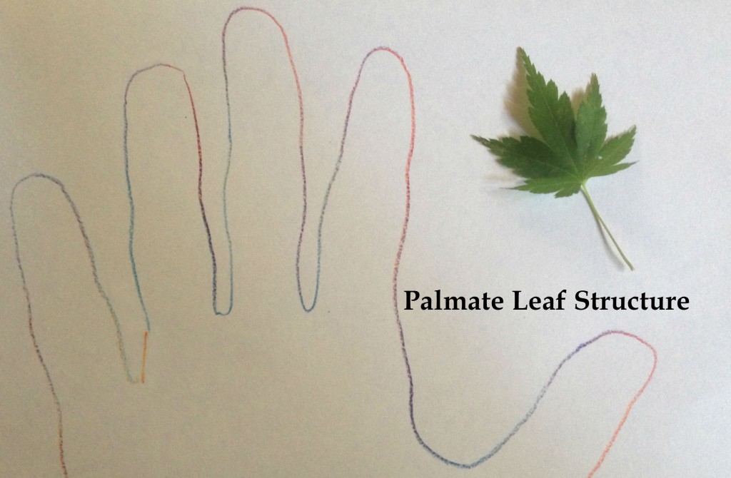 palmate leaf example