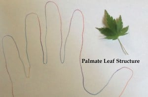 palmate leaf example