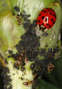 ladybug eating aphids