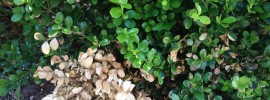 Boxwood Blight