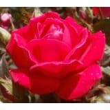 red knockout rose