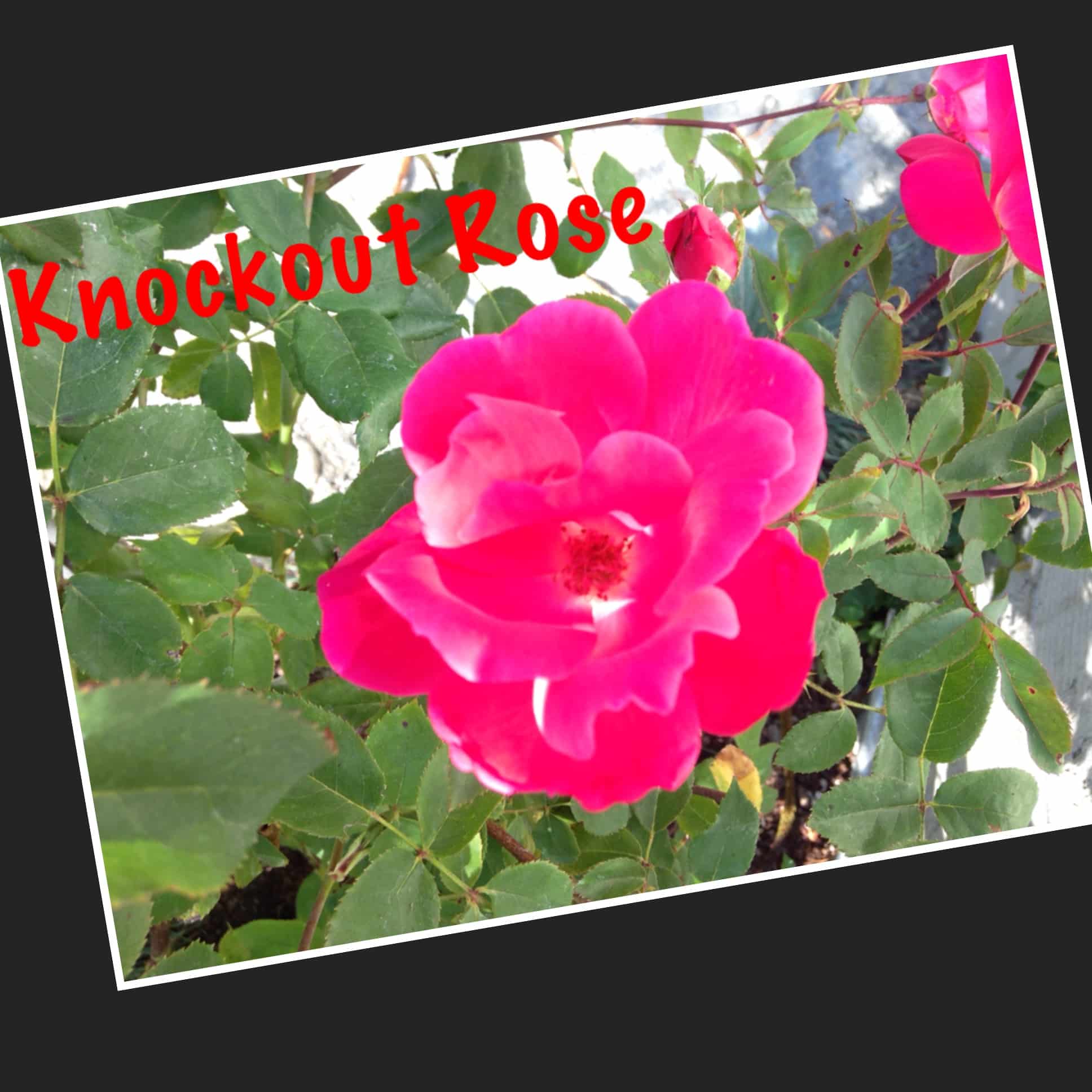 What to Plant with Knockout Roses?