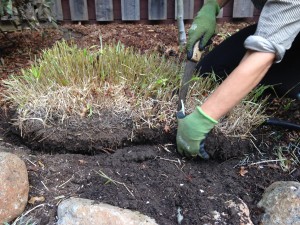 dividing hakonechloa