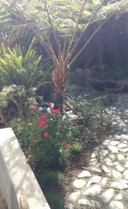 knockout rose with dry creek bed