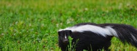striped skunk