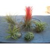 tillandsia 5 pack