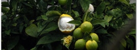 peeled meyer lemon on tree