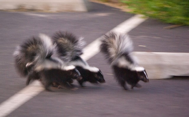 skunks on the run
