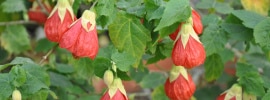abutilon