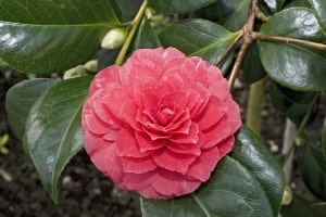 Camellia.japonica