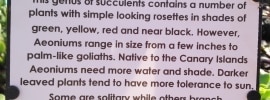 about aeoniums