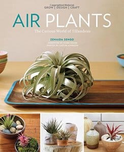 House Plant Chic: Tiny Spiky Foliage Air Plants for Holiday Gifts 4 Air Plants