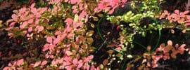 berberis fall color