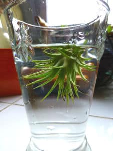 tillandsia in water