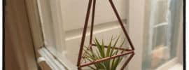 tillandsia and holder