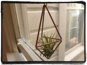 tillandsia and holder