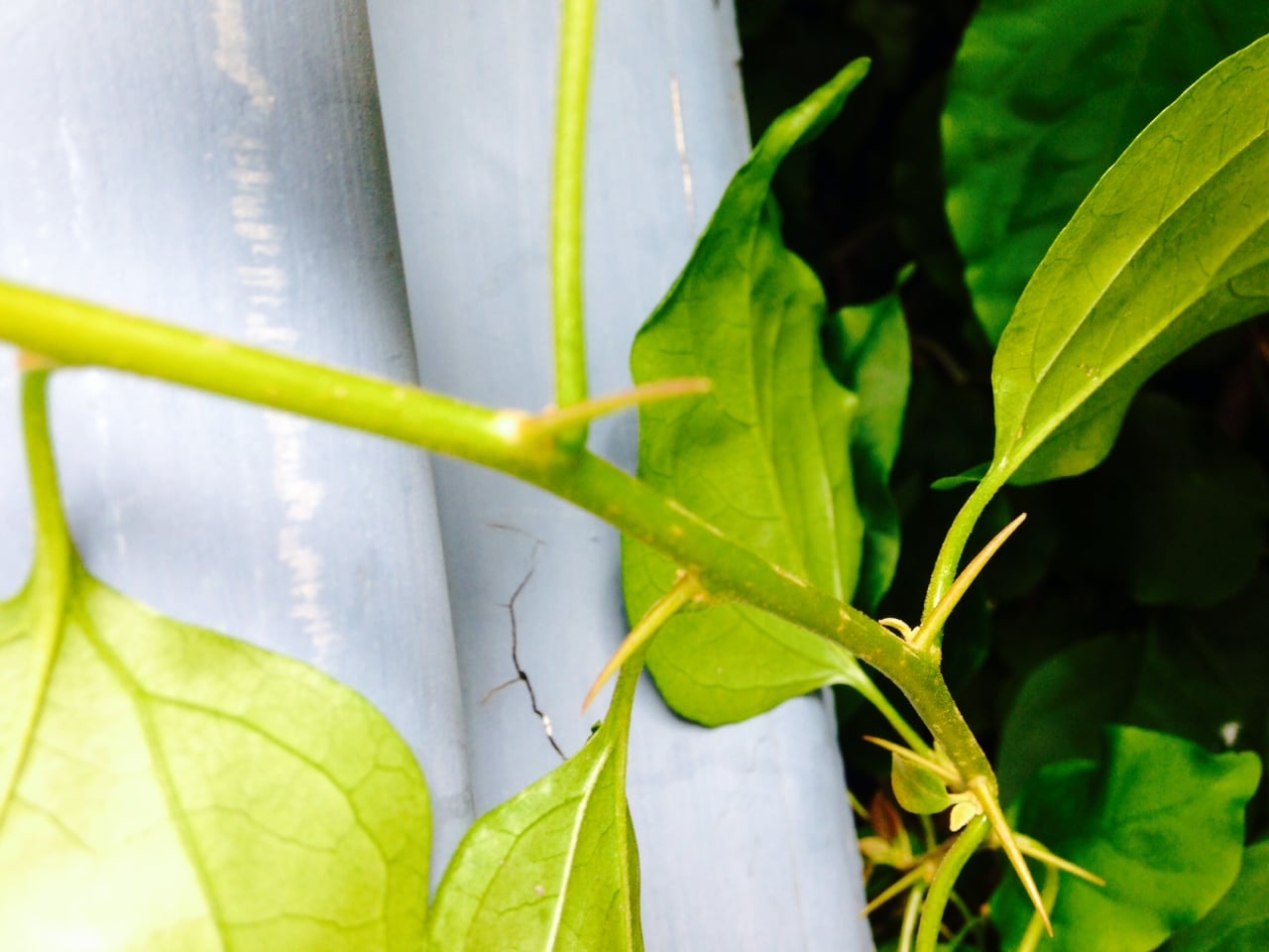 How do Vines Grow and Climb?