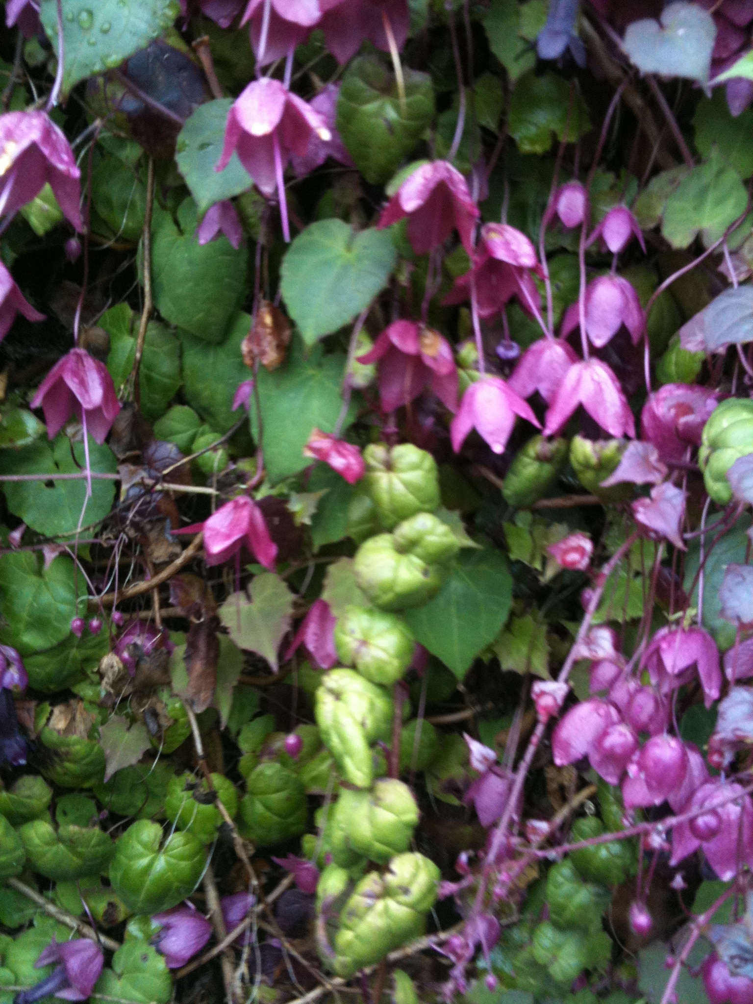 How do Vines Grow and Climb?