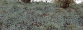 blue fescue