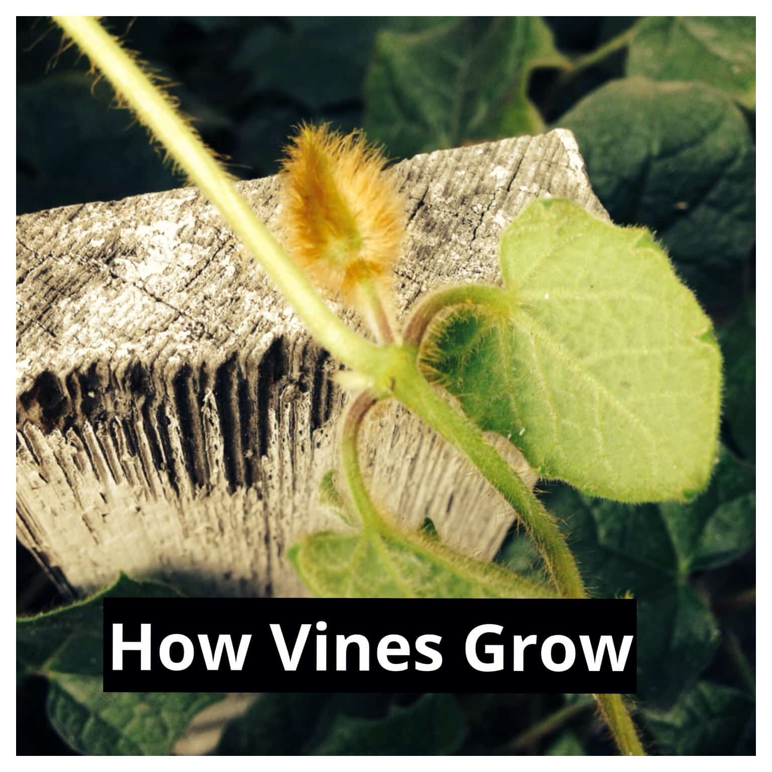 How do Vines Grow and Climb?