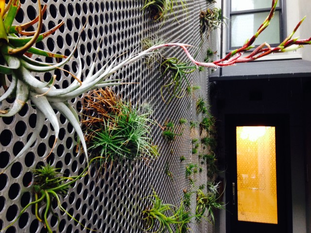 Tillandsias on a Steel Wall Cut Out