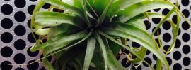 Tillandsia