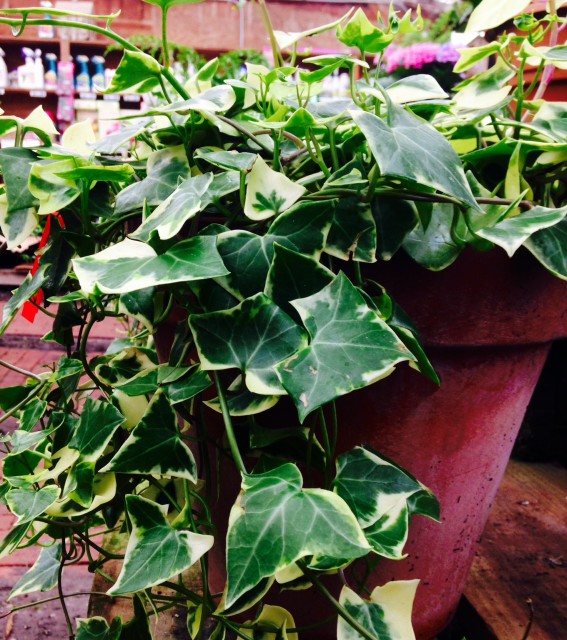 variegated ivy in pot