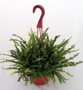 lemon button fern