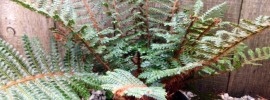 Polystichum pilyblepharum