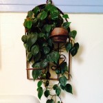 tropical house plant