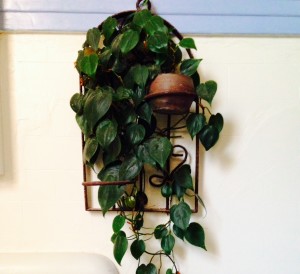 tropical house plant