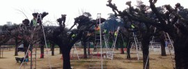 pollarding tree pruning
