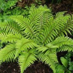 tassel fern