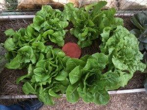 olla and lettuce spacing example