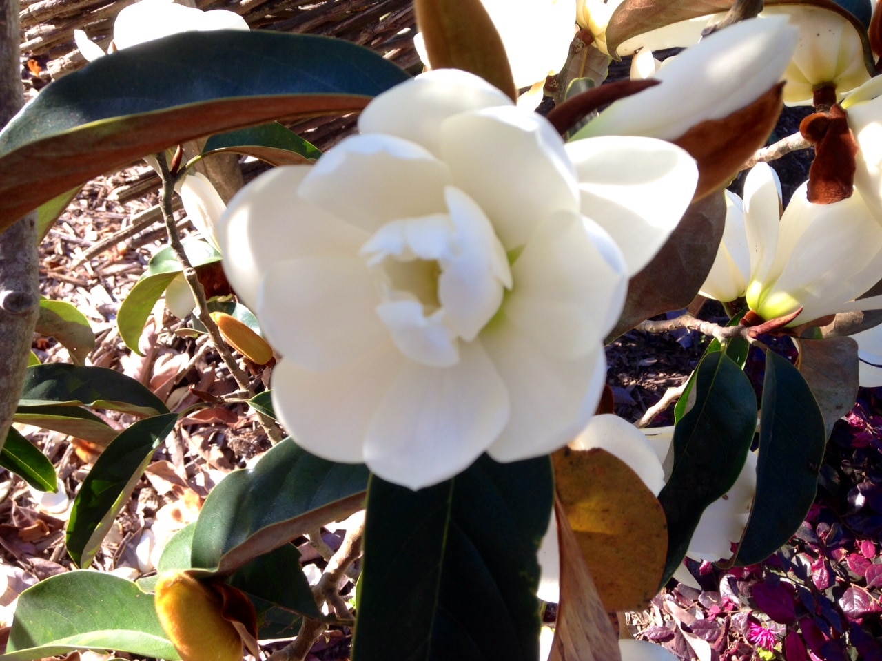 Fragrant Tree Spotlight on Magnolia Doltsopa