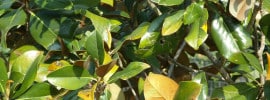 magnolia with yellowing leaves