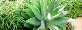 foxtail agave
