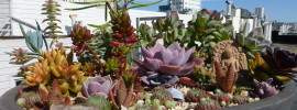 succulent dish garden