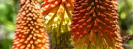 kniphofia red hot poker plant