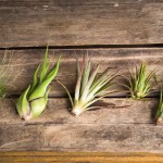 hinterland assorted air plants