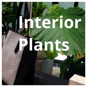 Indoor Plants: How Banana Republic Nailed It! 1 interior plants