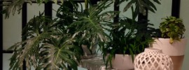 philodendron house plant