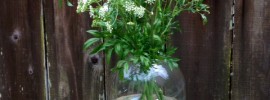 queen anne's lace flower in a vase