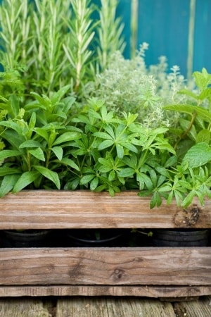 Herbs in a Planter
