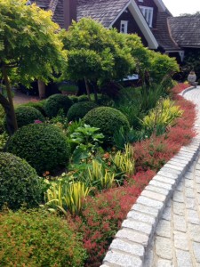drift of cuphea cyanea in garden