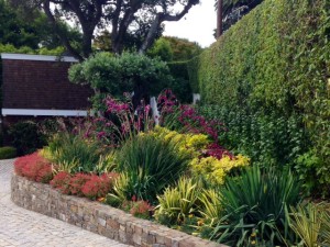 pink cigar plant  (cuphea) in garden bed