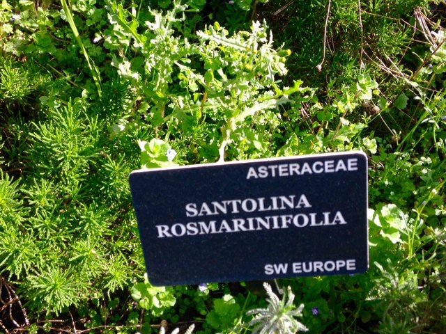 santolina rosmarinifolia