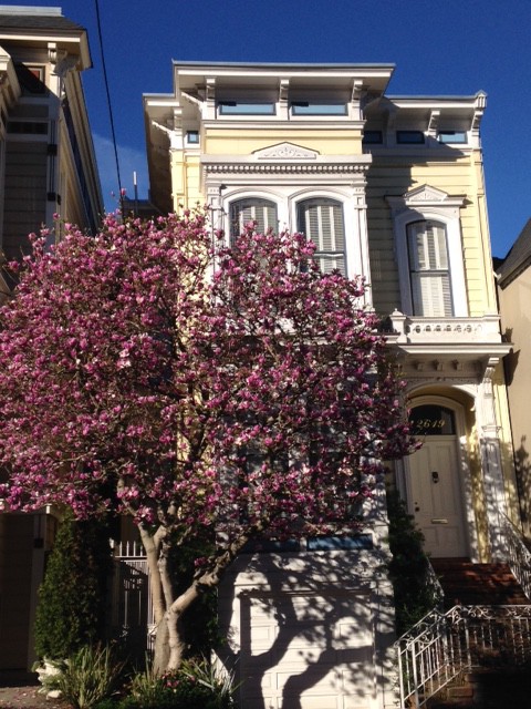 purple flowering magnolia with yellow victorian home san francisco ca